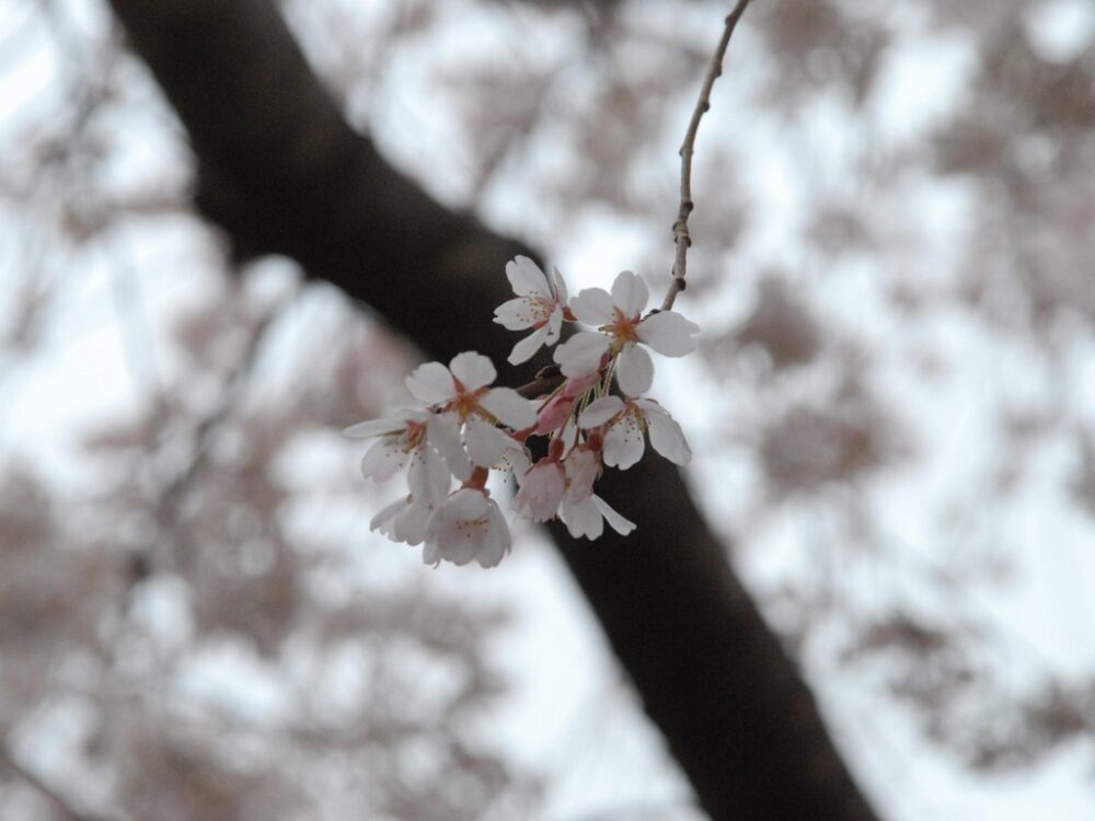 桜