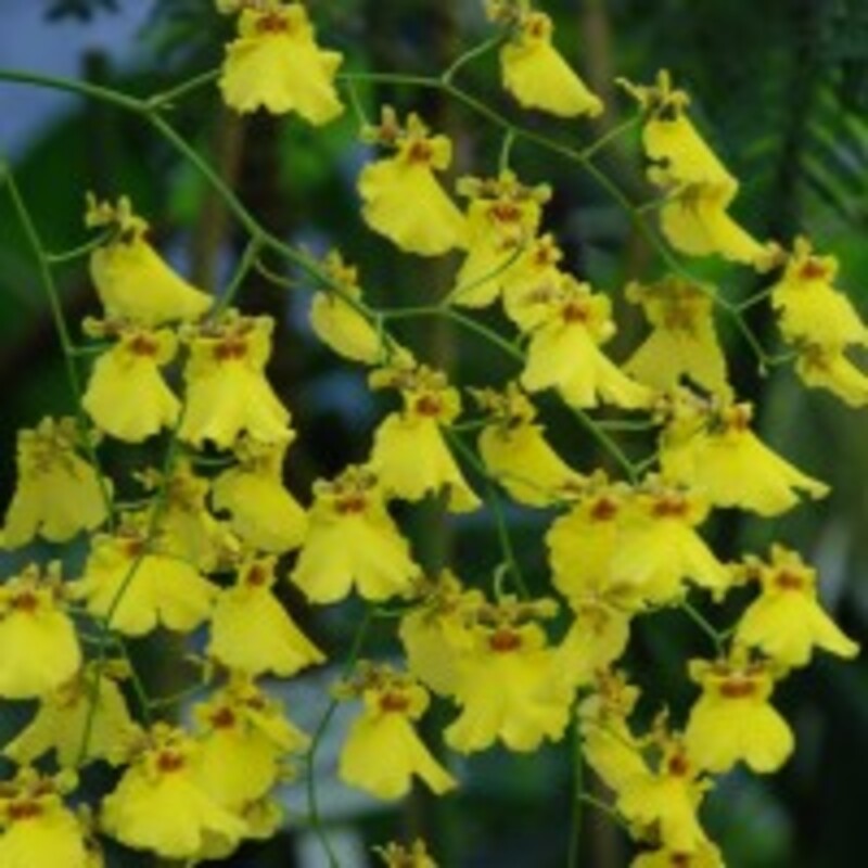 オンシジュウム