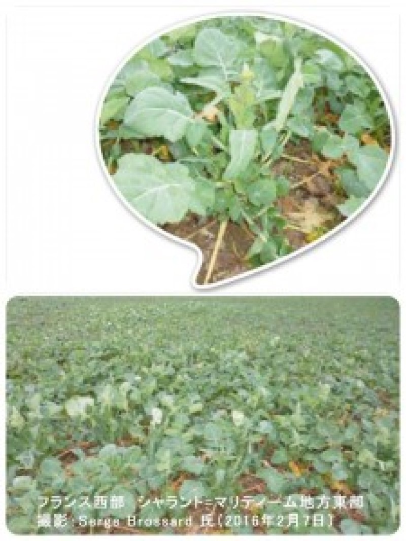 フランスのなたね