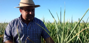 アルゼンチンのともろこし