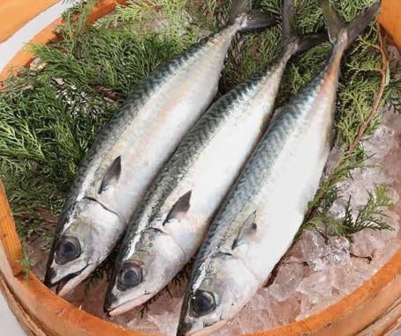 旬を迎えたサバ