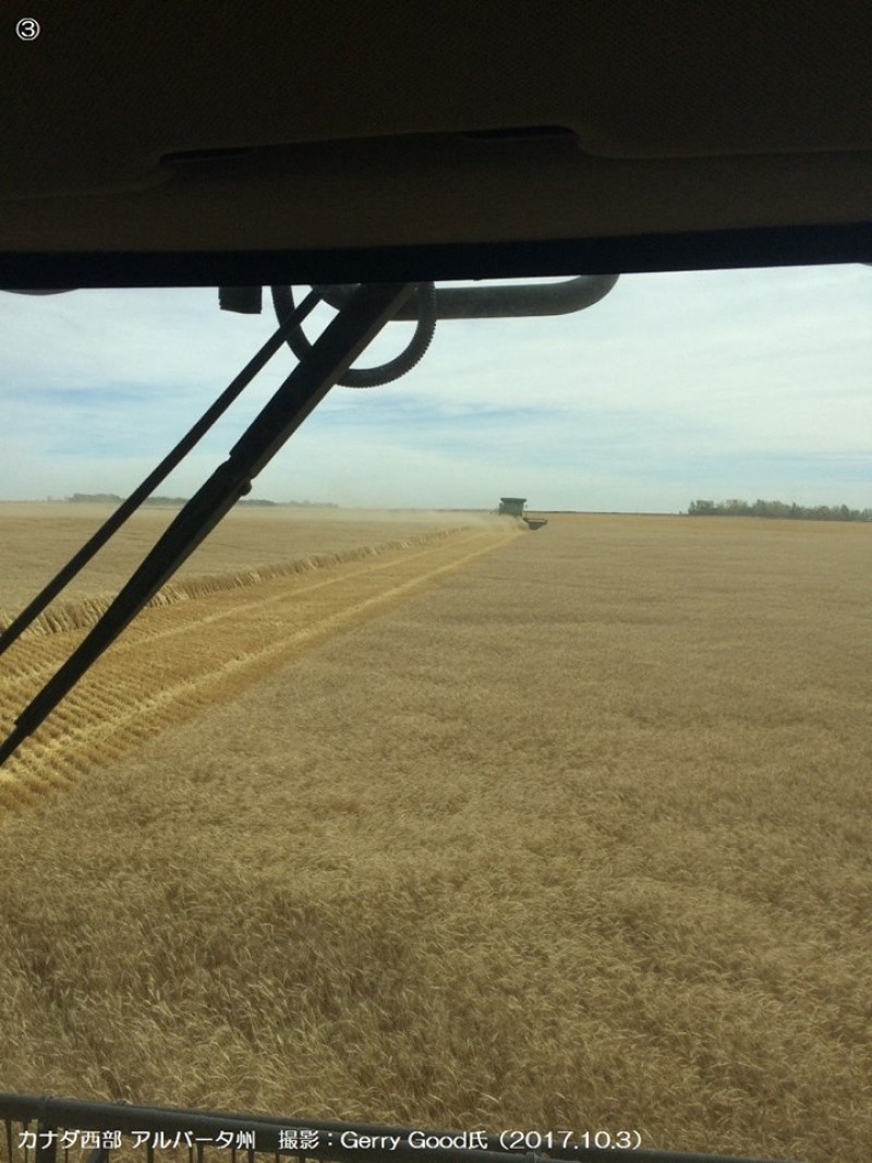 カナダの春小麦収穫