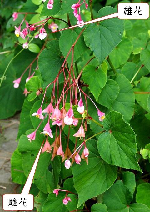 44351691_2001584596593490_6811861338826997760_n