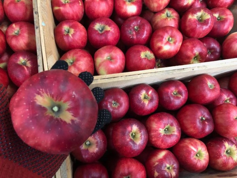 「あおり９号」こと彩香（さいか）