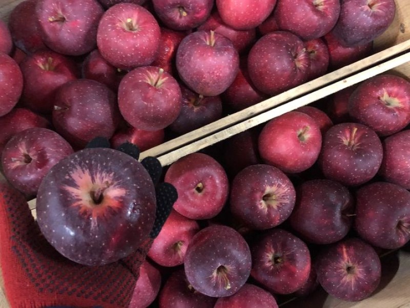 レッドゴールド