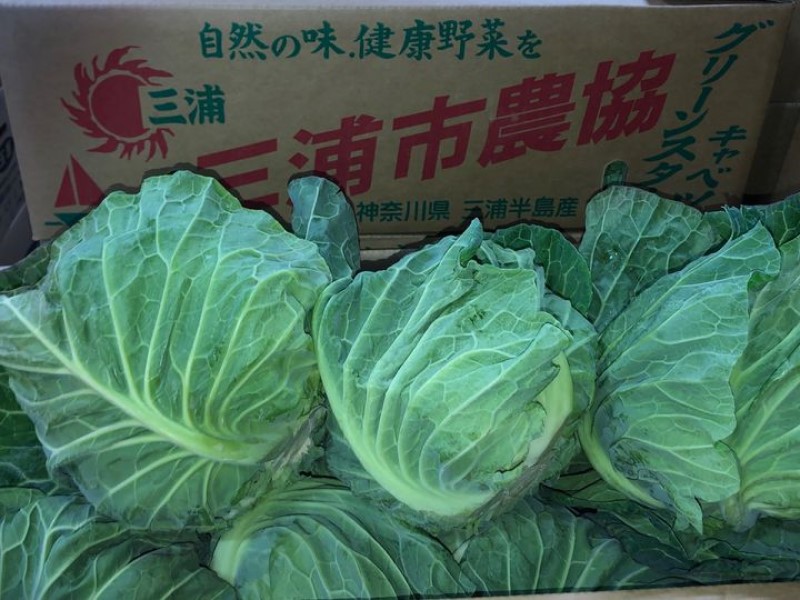 キャベツ