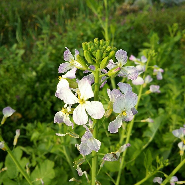 ダイコンの花