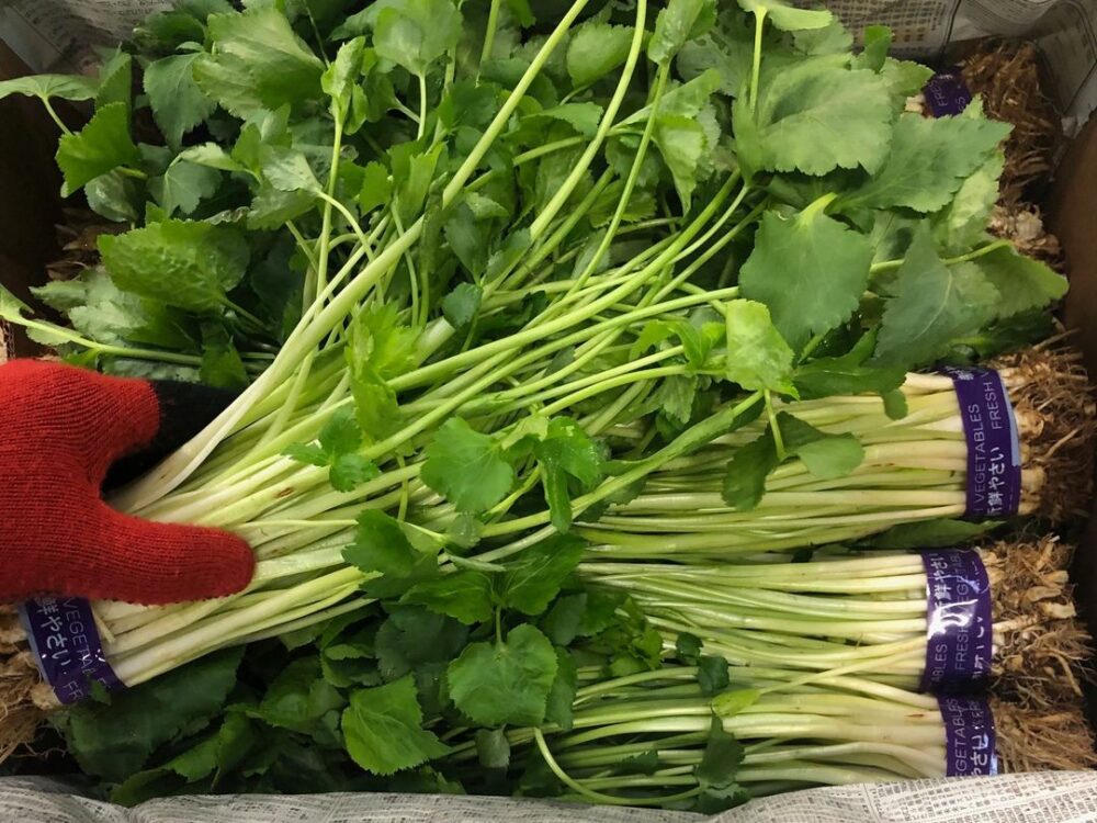 地物の根三つ葉