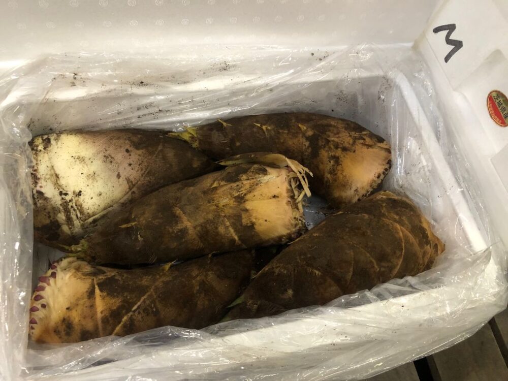 茨城県産のたけのこ（孟宗竹）