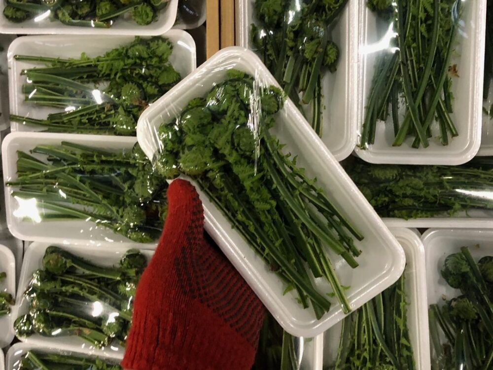 ユニークな姿の山菜「コゴミ」