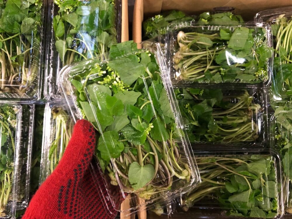 山菜「葉わさび