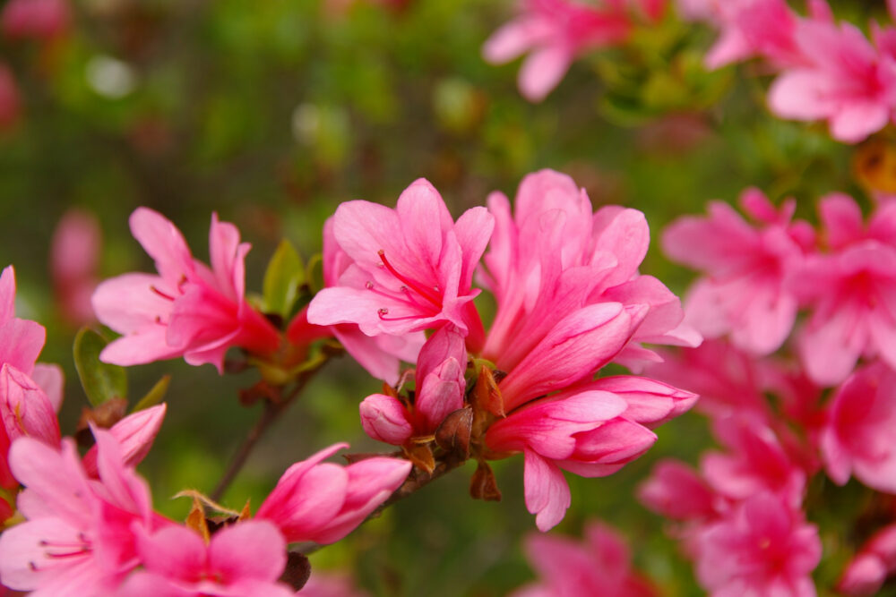 キリシマツツジ