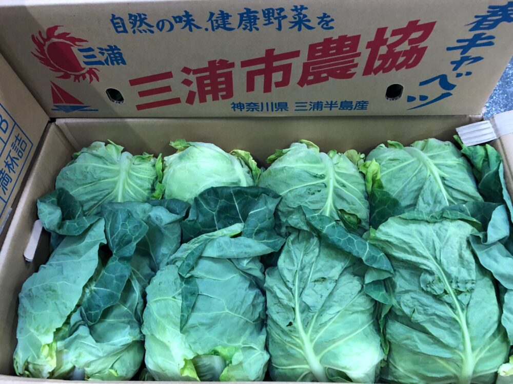 本春キャベツ