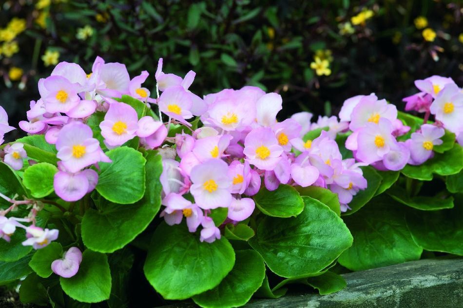 シキザキベゴニア