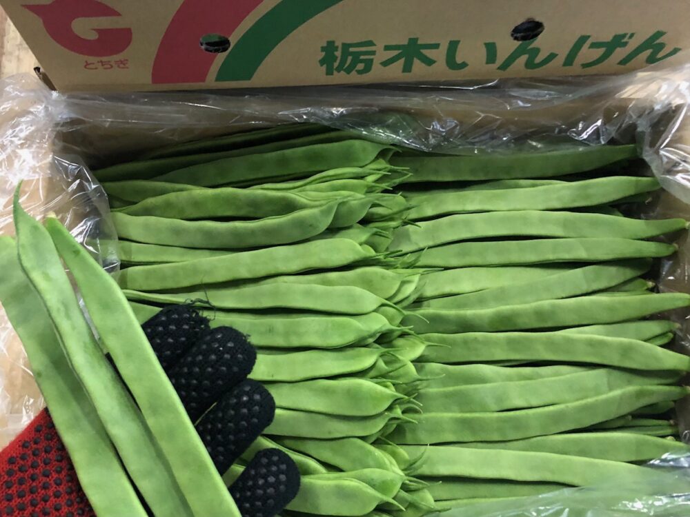 平鞘いんげん「マンズナル」