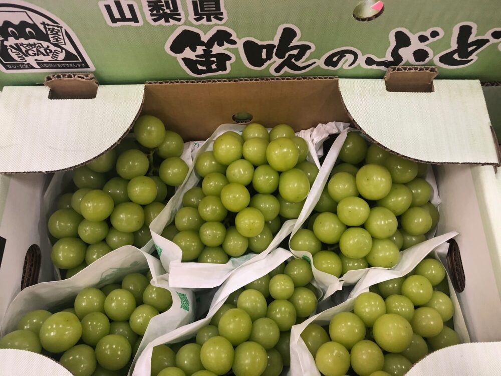 ハウス栽培のシャインマスカット