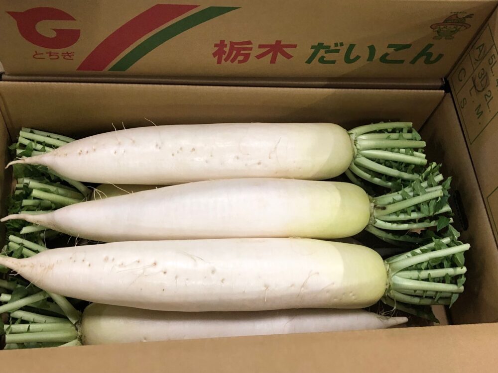 栃木県産だいこんの3Lサイズ