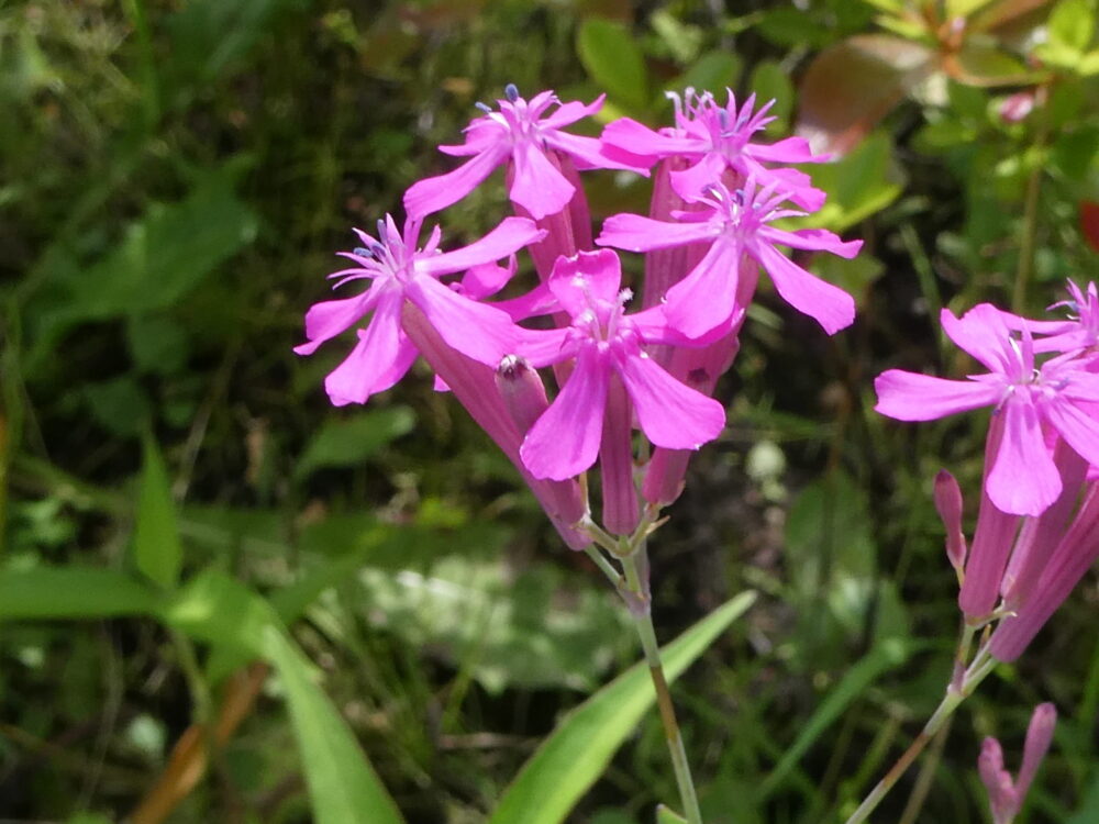 ムシトリナデシコ