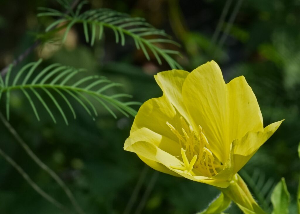 オオマツヨイグサ