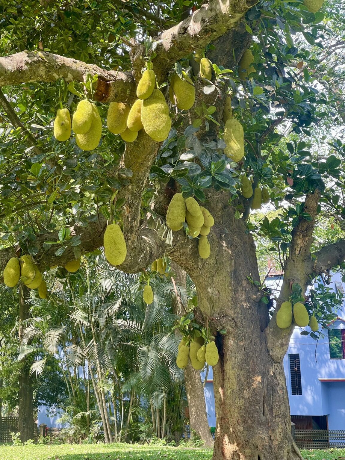 ジャックフルーツ