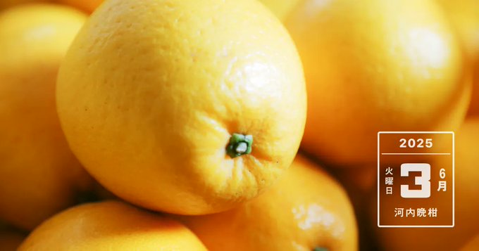 河内晩柑