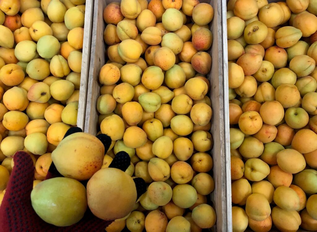 八助梅（はちすけうめ）