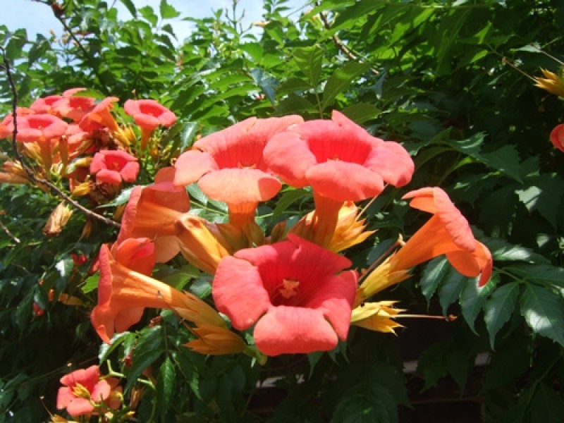 ノウゼンカズラ