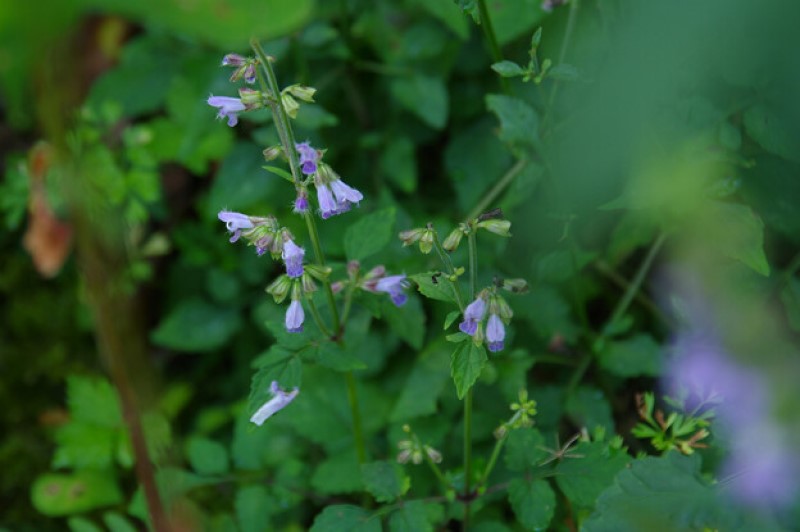 アキノタムラソウ