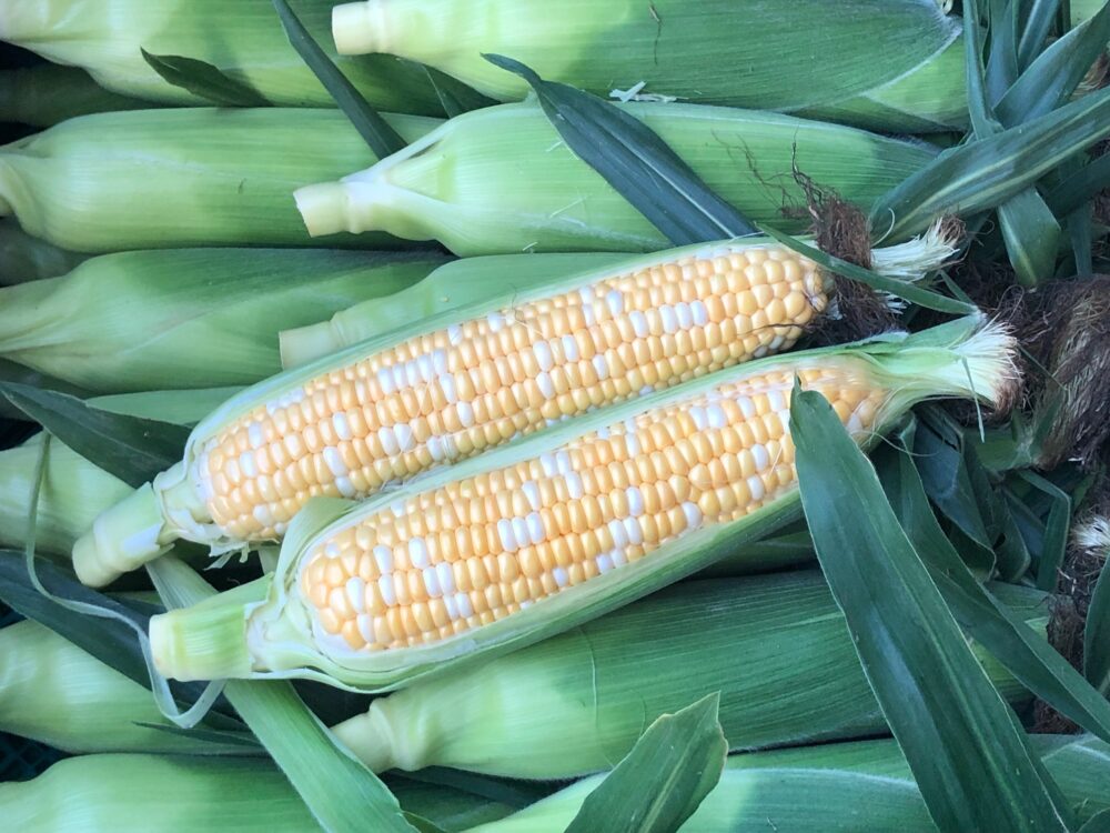 とうもろこし