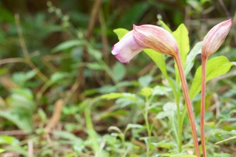 ナンバンギセル
