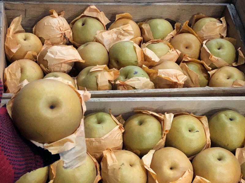 赤梨のレジェンド「長十郎」