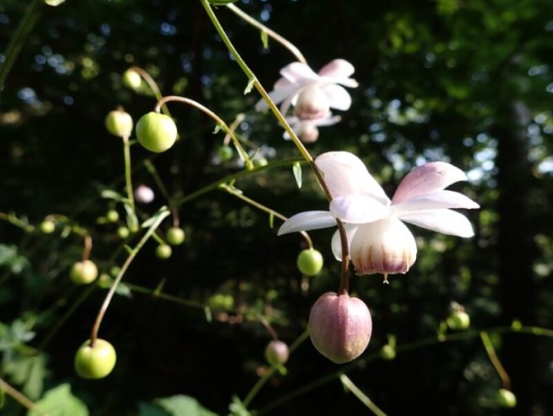 レンゲショウマ