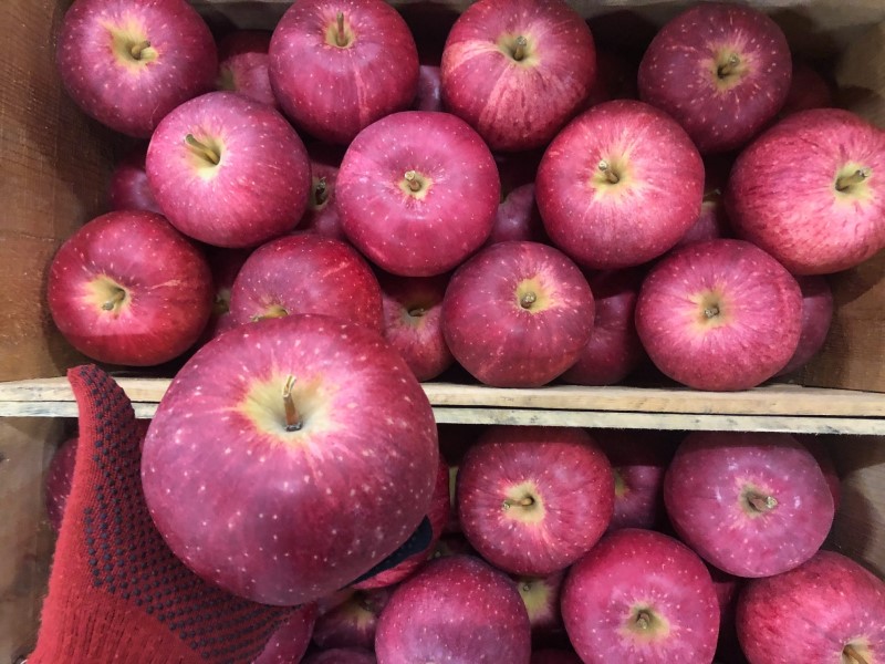 デリシャス系の大玉中生種「世界一」