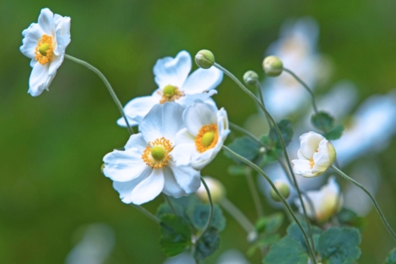 シュウメイギク