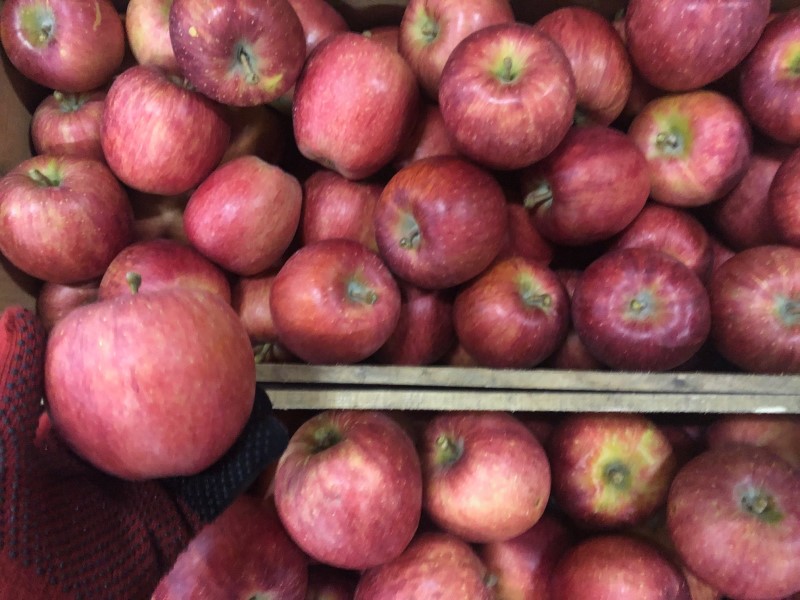 「ふじ」に似た味わいの「千秋（せんしゅう）」