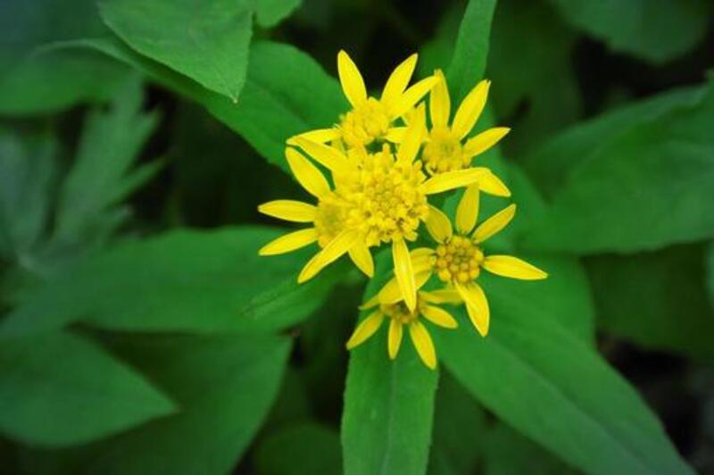 アキノキリンソウ