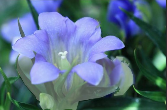 オヤマリンドウ