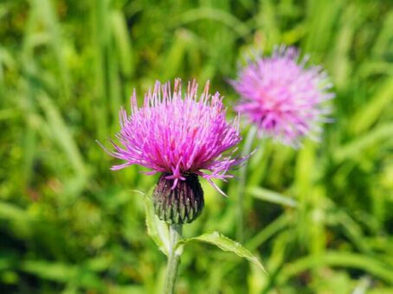 カッコウアザミ