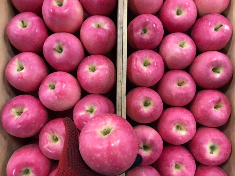 美しいピンク色に着色する「陸奥(むつ)」