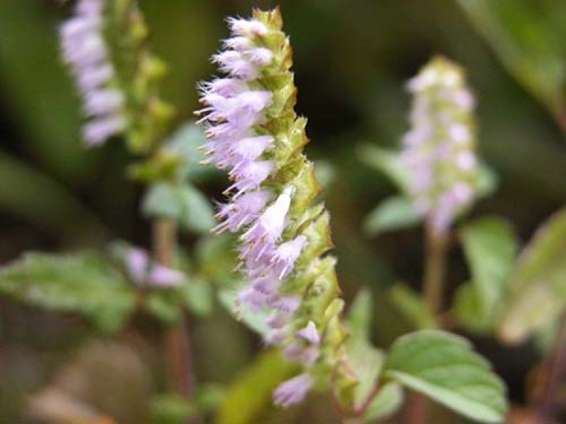 ナギナタコウジュ