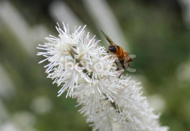 サラシナショウマ