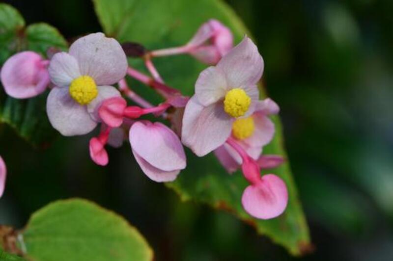 シュウカイドウ