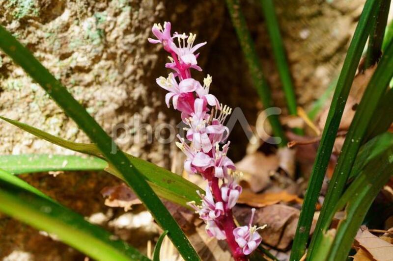 キチジョウソウ