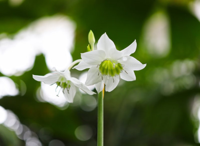 アマゾンリリー(ヒガンバナ科)