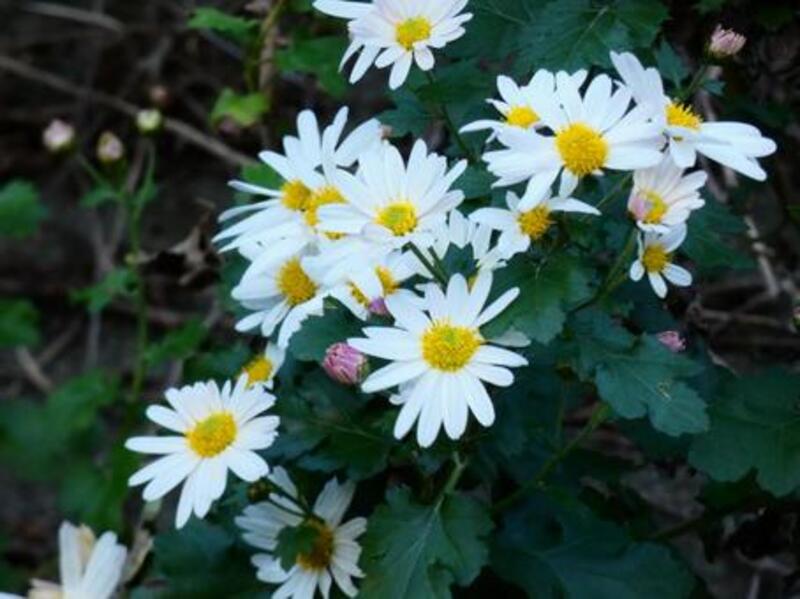 リュウノウギク