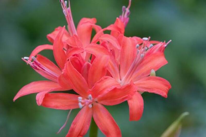 ネリネ (ヒガン