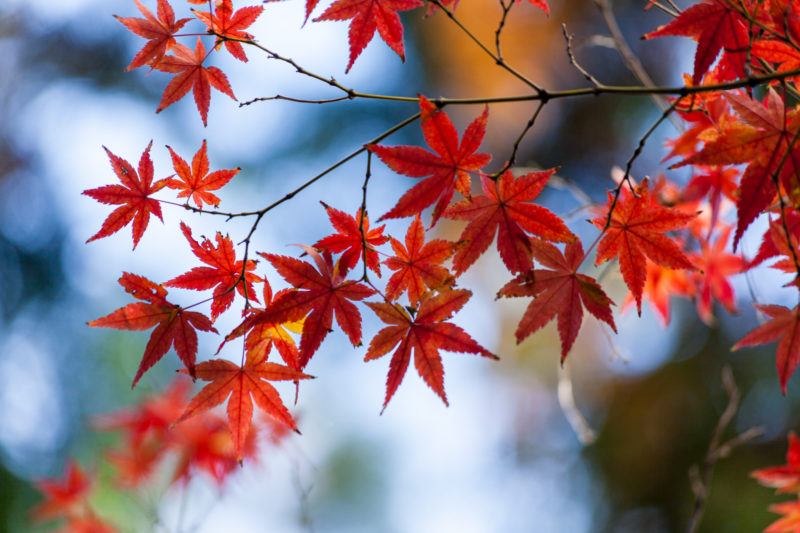 カエデ