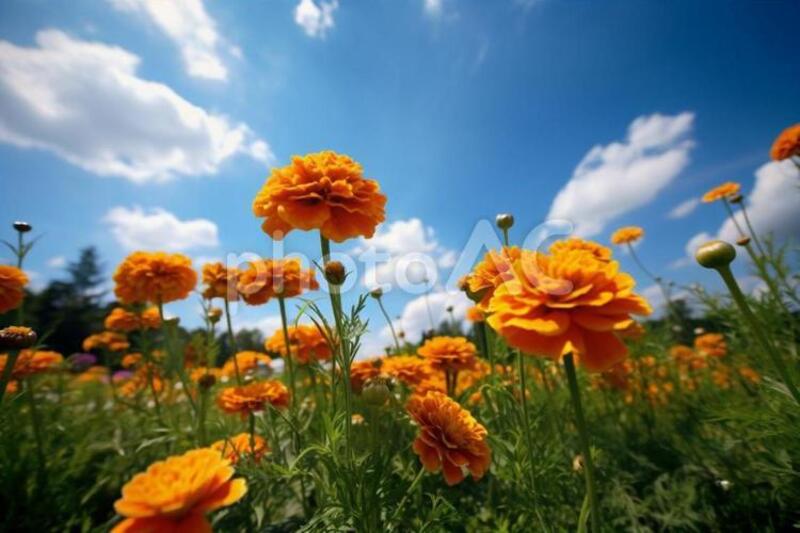 マリーゴールド