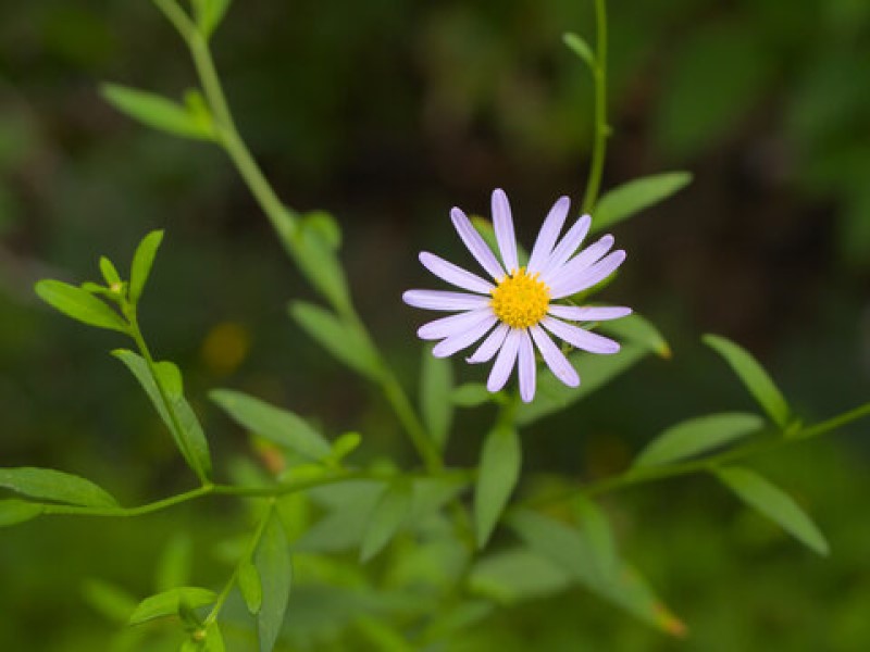 ソーシアルメディアで青果物流通 朝こそすべて！　「朝聞夕改」 There is only Morning in all things ソーシアルメディアで青果物流通 朝こそすべて！　「朝聞夕改」 There is only Morning in all things ノコンギク