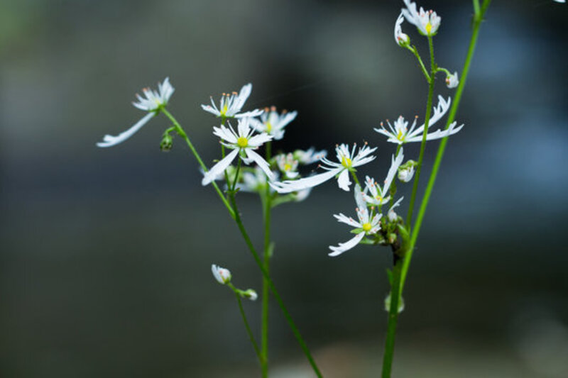 ダイモンジソウ